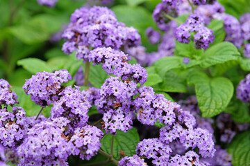 Purple Heliotrope, Cherry pie plant in flower.