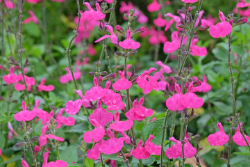 Obraz premium Bright pink Salvia microphylla ‘Cerro Potosí’, also known as baby sage, in flower.