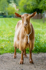 Issaquah, Washington State, USA. Female golden guernsey with a meadow behind her. (PR)