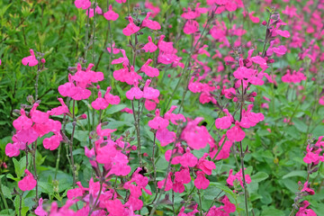 Fototapeta premium Bright pink Salvia microphylla ‘Cerro Potosí’, also known as baby sage, in flower.