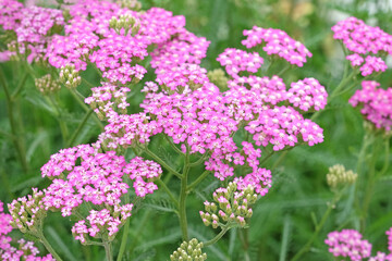 Achillea millefolium, Pink common yarrow ‘Cerise Queen’ in flower. © Alexandra