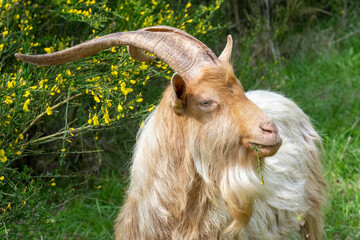 Issaquah, Washington State, USA. A rare heritage breed, golden guernsey billy goat, standing beside a Scotch Broom shrub. (PR)
