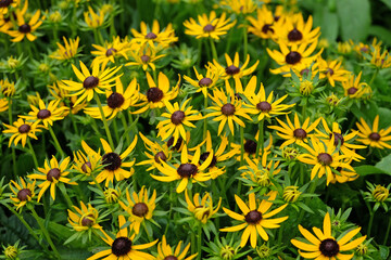 Yellow Rudbeckia fulgida black eyed susan ‘little goldstar’ in flower.