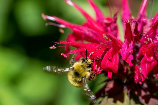 Issaquah, Washington State, USA. Bee Balm flower with Yellowhead bumblebee.