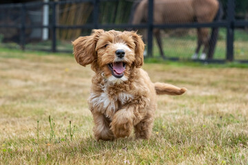 Issaquah, Washington State, USA. 3-month old Aussiedoodle puppy running in the field with a horse in the background. (PR)