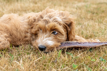 Issaquah, Washington State, USA. 3-month old Aussiedoodle puppy lying in a field eating a beef chew stick. (PR)