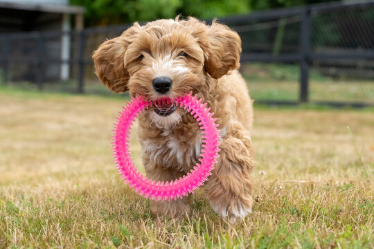 Issaquah, Washington State, USA. 3-month old Aussiedoodle puppy carrying a pink plastic ring toy. (PR)