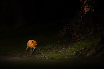 Red fox at night in the dark
