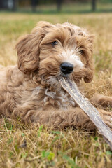 Issaquah, Washington State, USA. 3-month old Aussiedoodle puppy lying in a field with a chew stick. (PR)