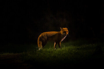 Red fox at night in the dark