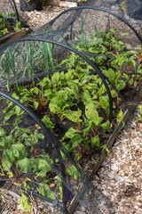 Port Hadlock, Washington State, USA. Netting over hoops covering a raised garden with beets and onions in a community garden.
