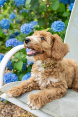 Issaquah, Washington State, USA. 3-month old Aussiedoodle puppy reclining on a patio chair next to hydrangeas. (PR)