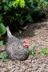 Port Townsend, Washington State, USA. Free-ranging Plymouth Barred Rock hen nesting in a garden area.