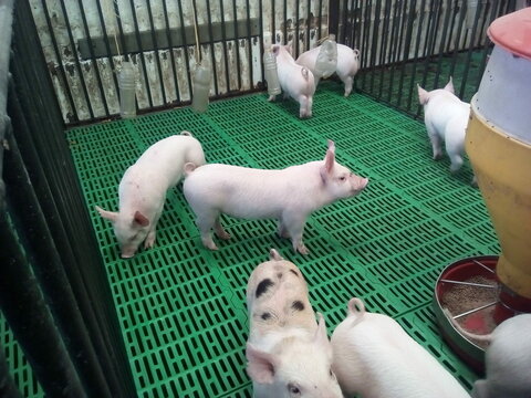 Lechones animales 