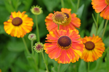 Orange and yellow Helenium sneezeweed ‘Sahin’s Early Flowerer’ in flower.
