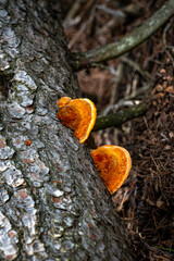 Orange fungus on the bark of a tree