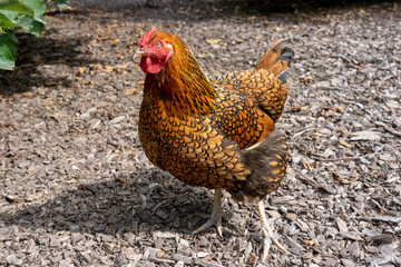 Port Townsend, Washington State, USA. Free-ranging Golden Laced Wyandotte hen walking in a garden area