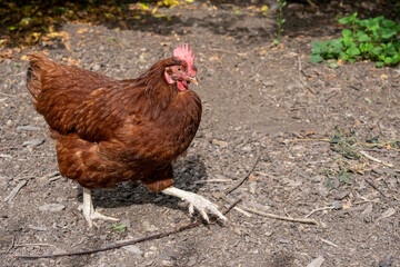 Port Townsend, Washington State, USA. Free-ranging Rhode Island Red hen walking in a garden area.