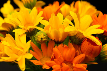 flowers, orange flowers, flowers close-up, marigolds