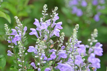 Obraz premium Pale blue Scutellaria incana, the hoary skullcap or downy skullcap in flower.
