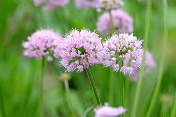 Pale pink Allium lusitanicum, Portuguese allium, in flower.
