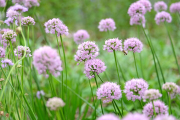 Pale pink Allium lusitanicum, Portuguese allium, in flower.