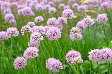 Pale pink Allium lusitanicum, Portuguese allium, in flower.