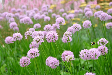 Fototapeta premium Pale pink Allium lusitanicum, Portuguese allium, in flower.
