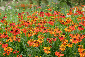 Red and orange Helenium sneezeweed ‘Moerheim Beauty’ in flower.