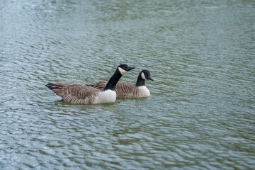 Graceful geese glide across tranquil waters at a serene lakeside
