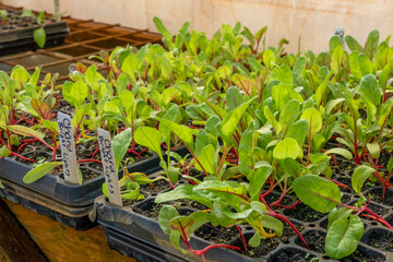 Port Townsend, Washington State, USA. Flat of Swiss Chard starts