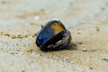 Muschel im Sand