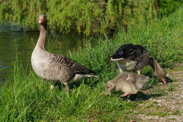 wachsame Graugans mit Küken