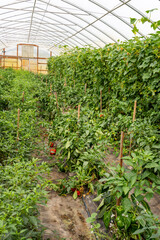 Port Townsend, Washington State, USA. Sweet bell peppers growing in a commercial greenhouse