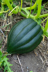 Port Townsend, Washington State, USA. Acorn squash growing on the vine