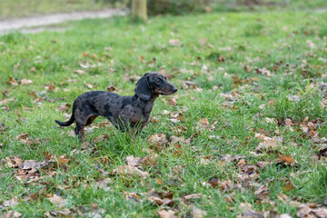 Playful dachshund exploring a lush green park in autumn