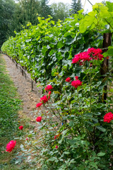 Port Townsend, Washington State, USA. Roses and Marechal Foch grapevine. They are an inter-specific hybrid French red wine grape variety.