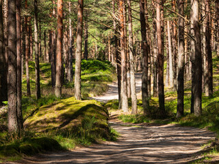 Path in the forest