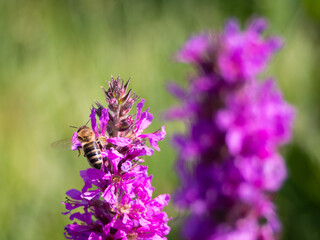 Bee on a flower