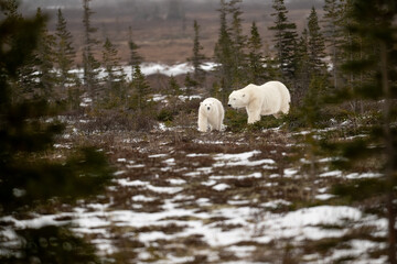 Polar bear sow and cub walking over partially snow covered ground