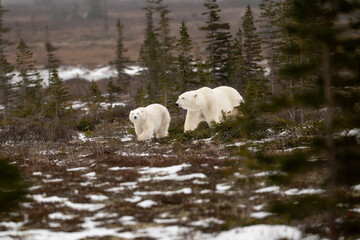 Polar bear sow and cub walking over partially snow covered ground