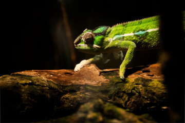Panther chameleon amazing photo in the nature