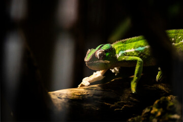 Chameleon photo in the nature