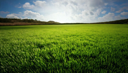 Obraz premium Cinematic Grass and Sky – Lush Green Grass, Expansive Sky, Nature Landscape, Beautiful Horizon, Serene Outdoor View, Golden Hour Lighting, and Epic Cinematic Nature Photography