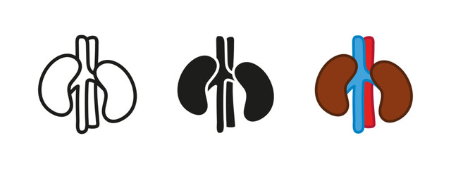 Kidneys icon. Kidney donor symbol. Human internal organ anatomy vector illustration. Renal system with kidneys sign. Urinary system pictogram. Healthy kidney realistic concept isolated.