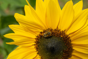 Naklejka premium Port Townsend, Washington State, USA. Close-up of honeybee pollinating a sunflower