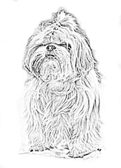 lithograph picture coloring book shih tzu dog 