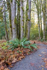 Fototapeta premium Mirrormont County Park, Issaquah, Washington State, USA. Park path in Autumn beside western swordfern and moss-covered Douglas fir tree trunks.
