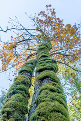 Fototapeta premium Mirrormont County Park, Issaquah, Washington State, USA. Looking upward on a moss-covered trunk of a Big-Leaf Maple tree in Autumn.