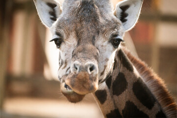 Obraz premium Giraffa camelopardalis rothschildi detail portrait 